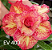 ROSA DO DESERTO EV 400 - Imagem 1