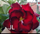 ROSA DO DESERTO JL - Imagem 1