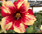 ROSA DO DESERTO MARY JANE - Imagem 1