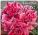 ROSA DO DESERTO XIANGZHU(RC195) - Imagem 1