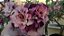 ROSA DO DESERTO CHERRY - Imagem 2