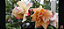 ROSA DO DESERTO MEL Perfumada grande Matriz - Imagem 1