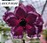 ROSA DO DESERTO PINOT NOIR grande - Imagem 1