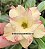 ROSA DO DESERTO FLAMING - Imagem 1