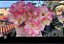 ROSA DO DESERTO FLAMING - Imagem 4