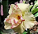 ROSA DO DESERTO FLAMING - Imagem 2