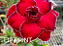 ROSA DO DESERTO LIP PRINT - Imagem 2