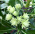 ROSA DO DESERTO GREEN ELF - Imagem 1