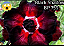 ROSA DO DESERTO BLACK SHADON MATRIZ - Imagem 1