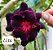 Rosa do deserto LL14 - Imagem 1