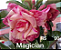 ROSA DO DESERTO MAGICIAN Perfumada - Imagem 1