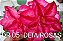ROSA DO DESERTO DEIA ROSAS-DR05 grande - Imagem 1