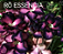 ROSA DO DESERTO RO ESSENCIAL - Imagem 1