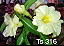 ROSA DO DESERTO TS316 BIG CAUDEX - Imagem 1