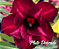 ROSA DO DESERTO PLUTO DOBRADA - Imagem 1