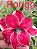ROSA DO DESERTO ROUGH MATRIZ - Imagem 1