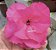 ROSA DO DESERTO TW4 - Imagem 2