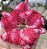 ROSA DO DESERTO EV345 - Imagem 1