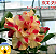ROSA DO DESERTO BUTTERFLY DREAM(Rc39) - Imagem 1