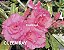 Rosa do deserto QUEEN RAY - Imagem 2