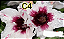 ROSA DO DESERTO C4 - Imagem 1