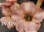 ROSA DO DESERTO EV 129 - Imagem 2