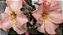 ROSA DO DESERTO EV 129 - Imagem 4