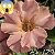 ROSA DO DESERTO EV 129 - Imagem 1