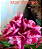 ROSA DO DESERTO STAR FLAME - Imagem 1