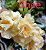 ROSA DO DESERTO CHEEN - Imagem 1