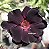 Rosa do deserto SINDY - Imagem 2