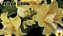 ROSA DO DESERTO YELLOW STRONG - Imagem 2