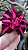 ROSA DO DESERTO BLACK LADY - Imagem 1