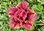 ROSA DO DESERTO JA 74 - Imagem 1