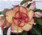 TROPICAL - Imagem 1