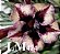 Rosa do deserto LM 424 - Imagem 1