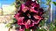 ROSA DO DESERTO L32 - Imagem 1