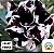 LILAC FROST Adulta - Imagem 3
