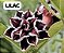 LILAC FROST Adulta - Imagem 2