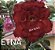 Rosa do deserto ETNA - Imagem 1