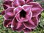 ROSA DO DESERTO ROSA 100 - Imagem 2