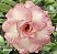 ROSA DO DESERTO ROMANTIC STAR - Imagem 1