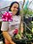 ROSA DO DESERTO BARBINHA MATRIZ - Imagem 1