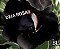 BLACK Rosa do deserto - Imagem 1