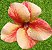 ROSA DO DESERTO RT 12 - Imagem 1