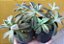 Suculenta - Sedum - Imagem 1