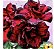 Rosa do deserto SPIDERMAN - Imagem 1