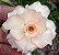ROSA DO DESERTO ANGELIC DAUGHTER Adulta - Imagem 1