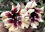 Rosa do deserto LM 937 - Imagem 1