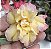 ROSA DO DESERTO TS 26 - Imagem 1